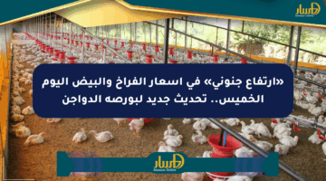 «ارتفاع جنوني» في أسعار الفراخ والبيض اليوم الخميس.. تحديث جديد لبورصة الدواجن